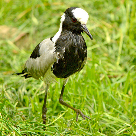 Blacksmith plover