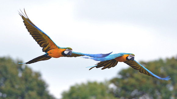 Blue and yellow macaw