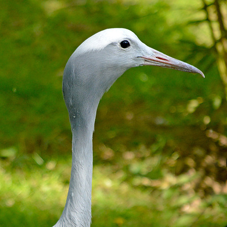 Blue (Stanley) crane