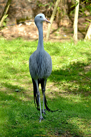 Blue (Stanley) crane