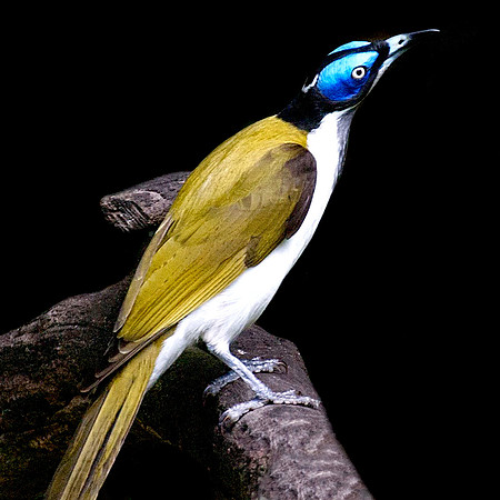 Blue faced honeyeater