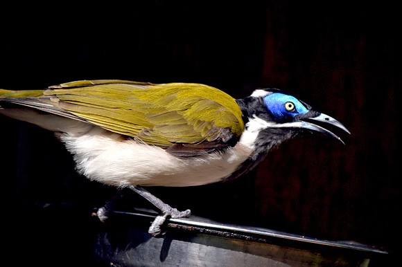 Blue faced honeyeater