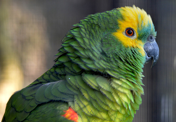 Blue fronted Amazon parrot