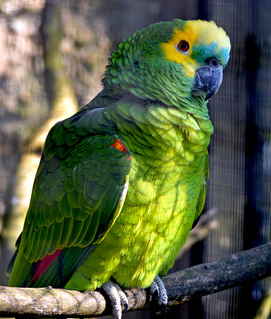 Blue fronted Amazon parrot