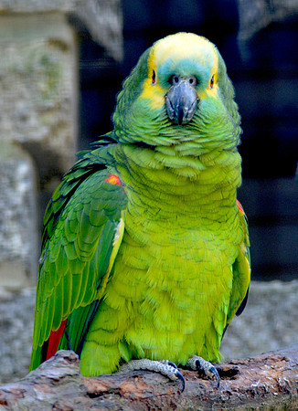 Blue fronted Amazon parrot