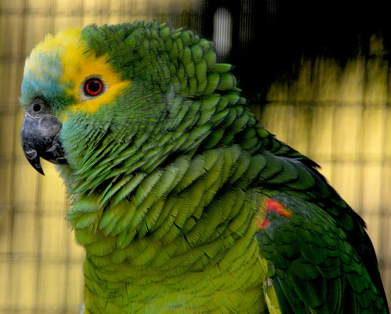 Blue fronted Amazon parrot