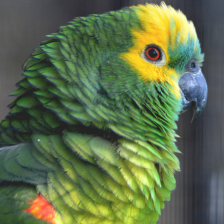 Blue fronted Amazon parrot