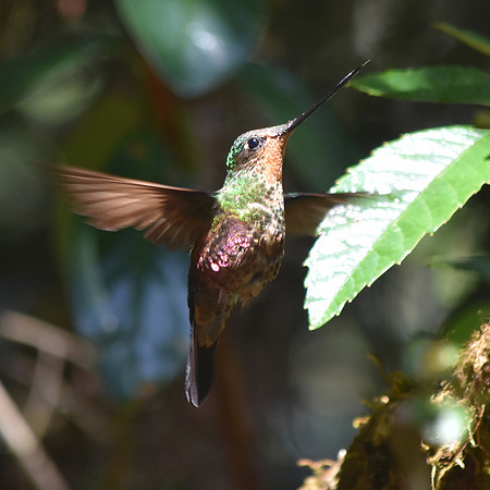 Blue throated starfrontlet hummingbird