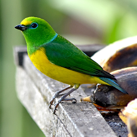 Blue naped chlorophonia