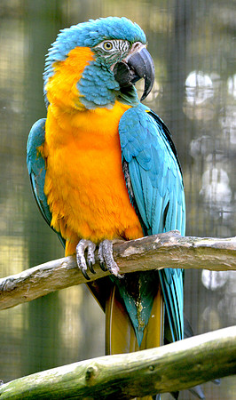 Blue throated macaw