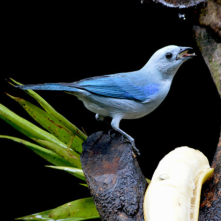 Blue-grey tanager