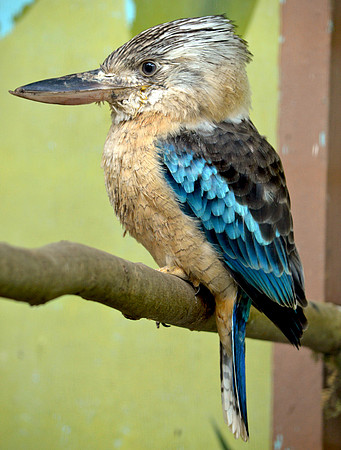 Blue-winged kookaburra