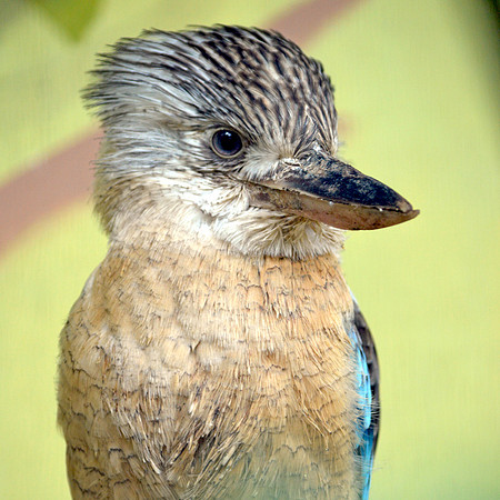 Blue-winged kookaburra