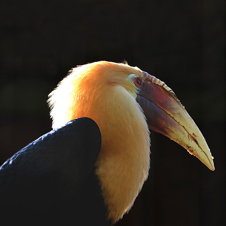 Blyth's hornbill