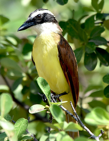 Boat billed flycatcher