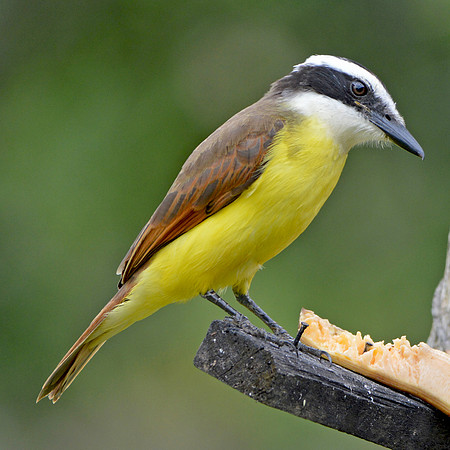 Boat billed flycatcher