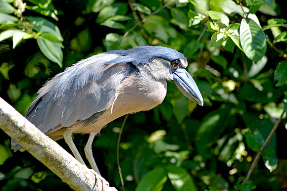 Boat billed heron