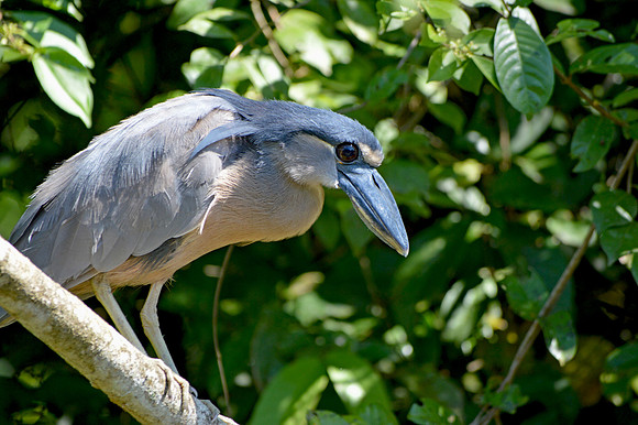 Boat billed heron