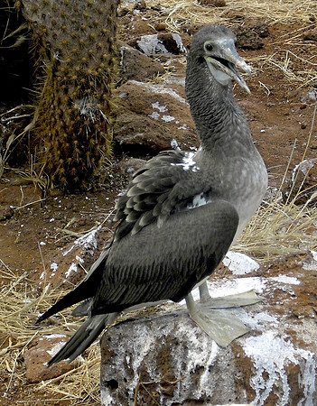 Blue footed booby