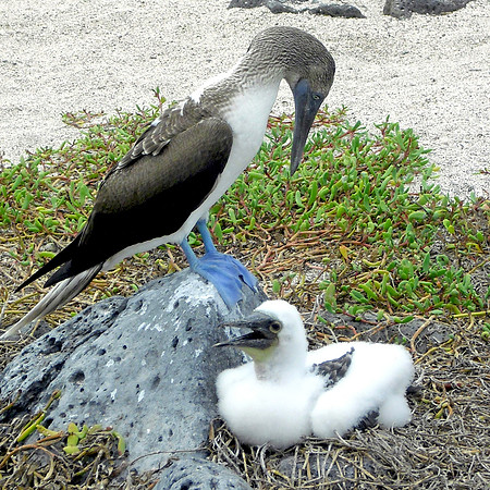Blue footed booby