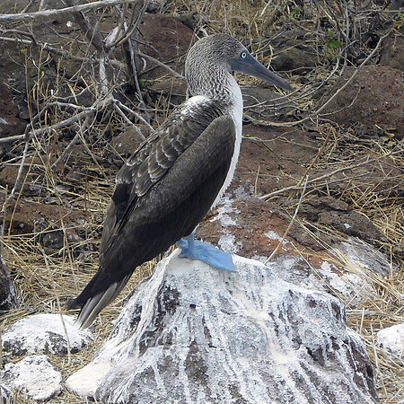 Blue footed booby