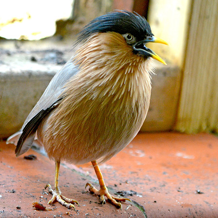 Brahminy starling