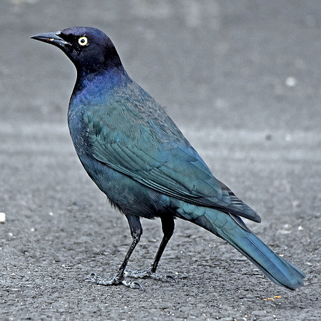 Brewer's blackbird
