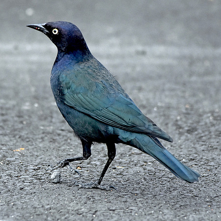 Brewer's blackbird