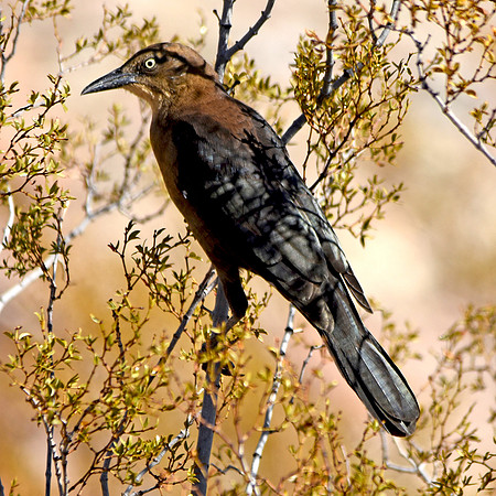 Great tailed grackle, female