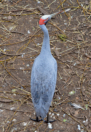 Brolga crane