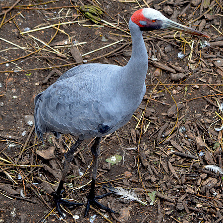 Brolga crane