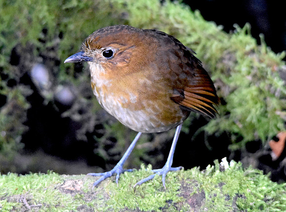 Brown banded antpitta