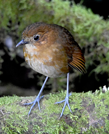 Brown banded antpitta
