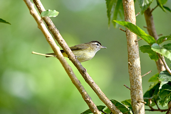 Brown capped vireo