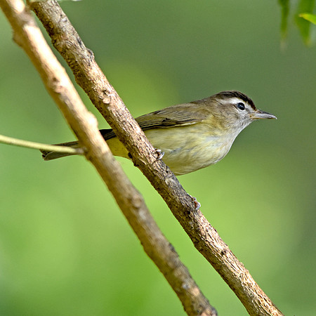 Brown capped vireo