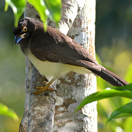 Brown jay