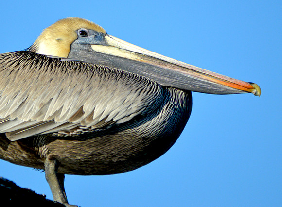 Brown pelican