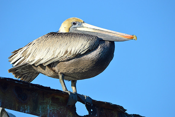 Brown pelican