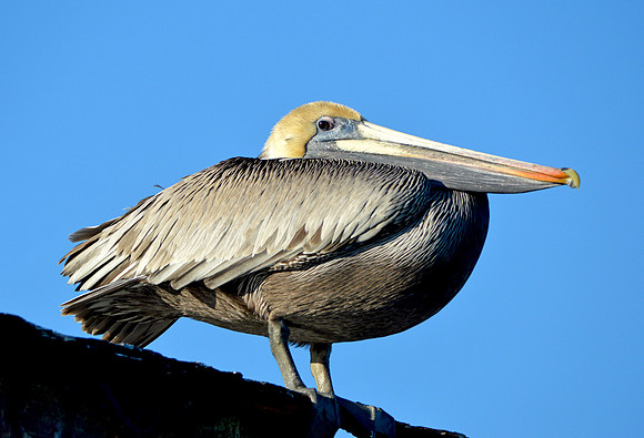 Brown pelican