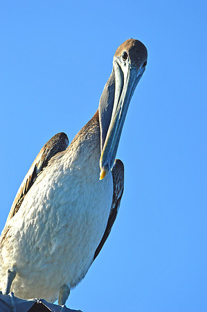 Brown pelican