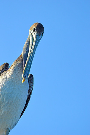 Brown pelican