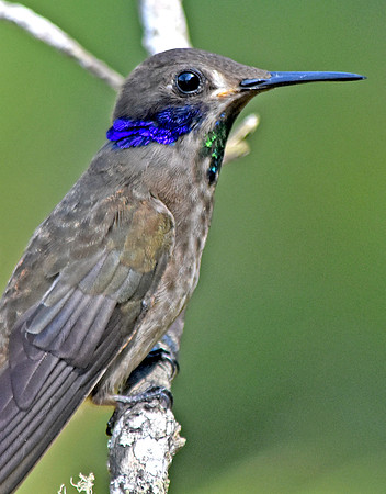 Brown violetear hummingbird