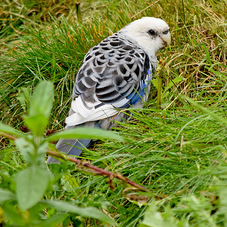 Budgerigar