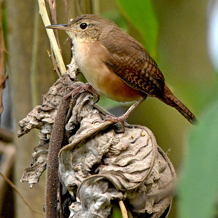 Buff breasted wren