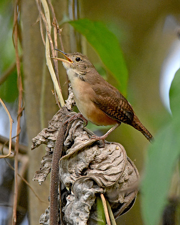 Buff breasted wren