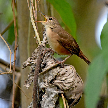 Buff breasted wren