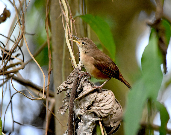 Buff breasted wren