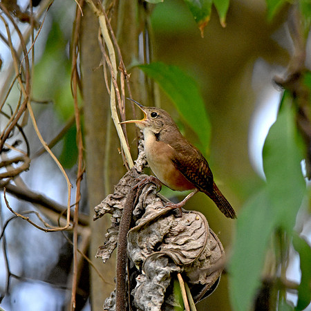 Buff breasted wren