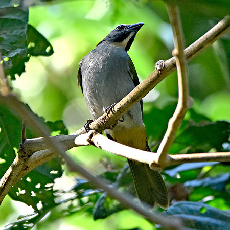 Buff throated saltator