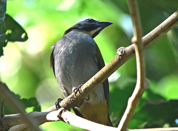 Buff throated saltator